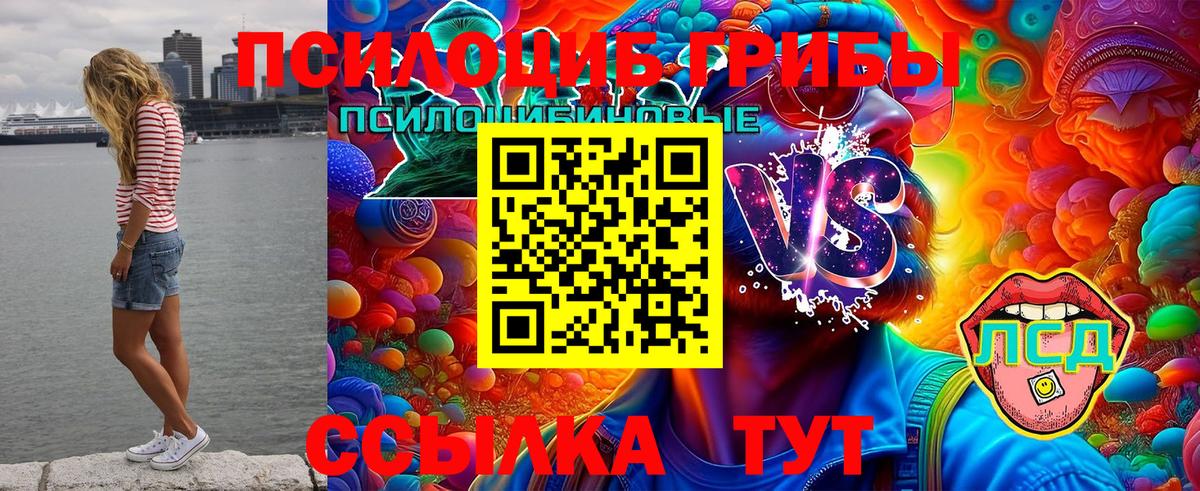 Псилоцибиновые грибы Cubensis Старая Купавна